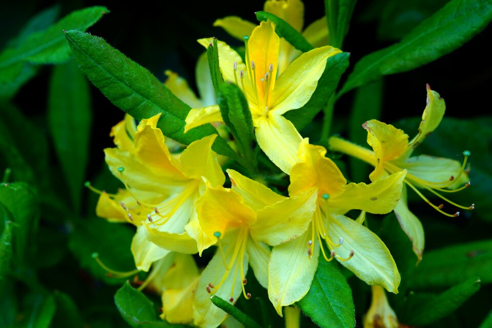Yellow tender close up
