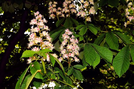 Inflorescence chestnut blossom white