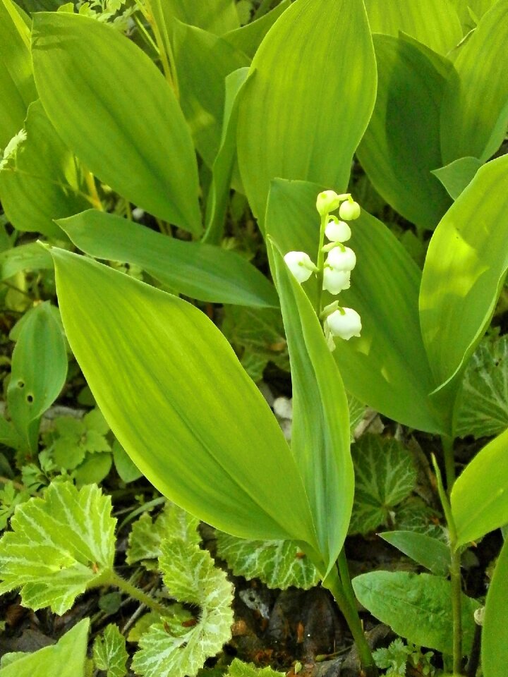 Spring flowers white flowers perennials