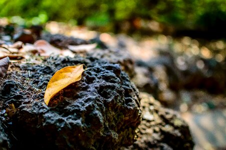 Rock lava rock old