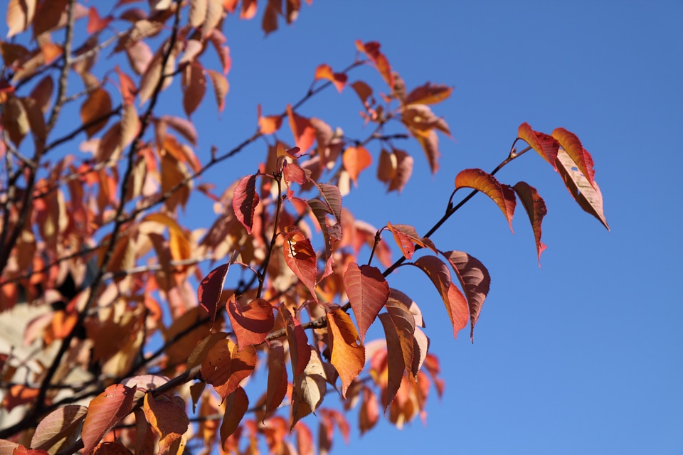 Autumn fall sky