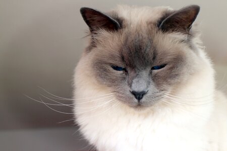 Sacred birman cat breed cat