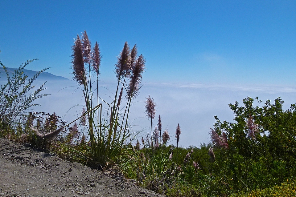 Inflorescence spikes fog