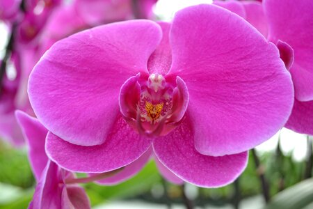 Orchid pink flower