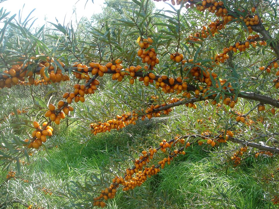Orange branch health