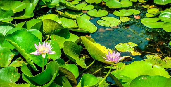 Lotus seed head flower summer