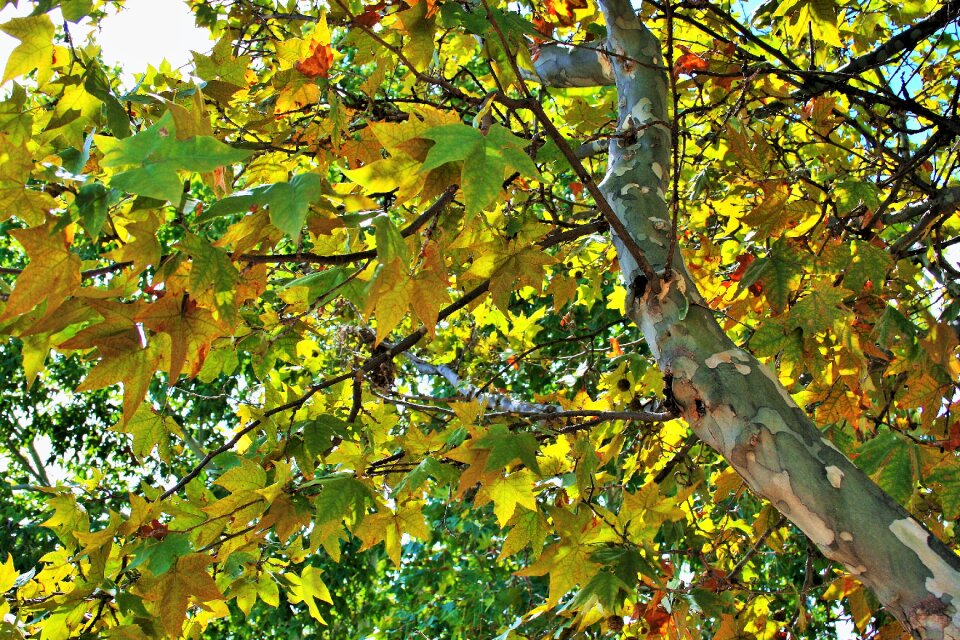 Leaves foliage yellowing