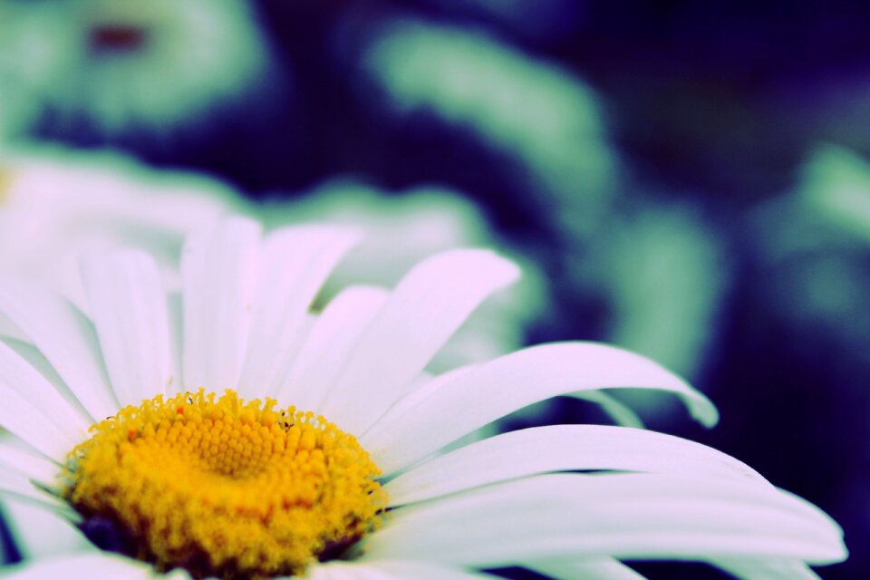 Nature plant garden