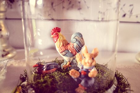 Animal geglügel cockscomb