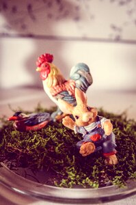 Animal cockscomb poultry