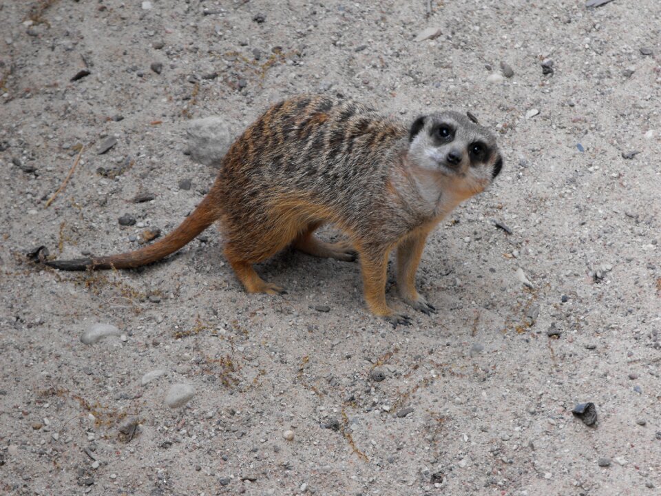 Zoo animal meerkat