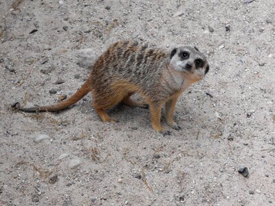 Zoo animal meerkat