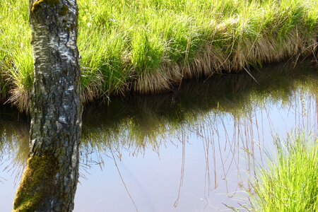 Moat mirroring birch