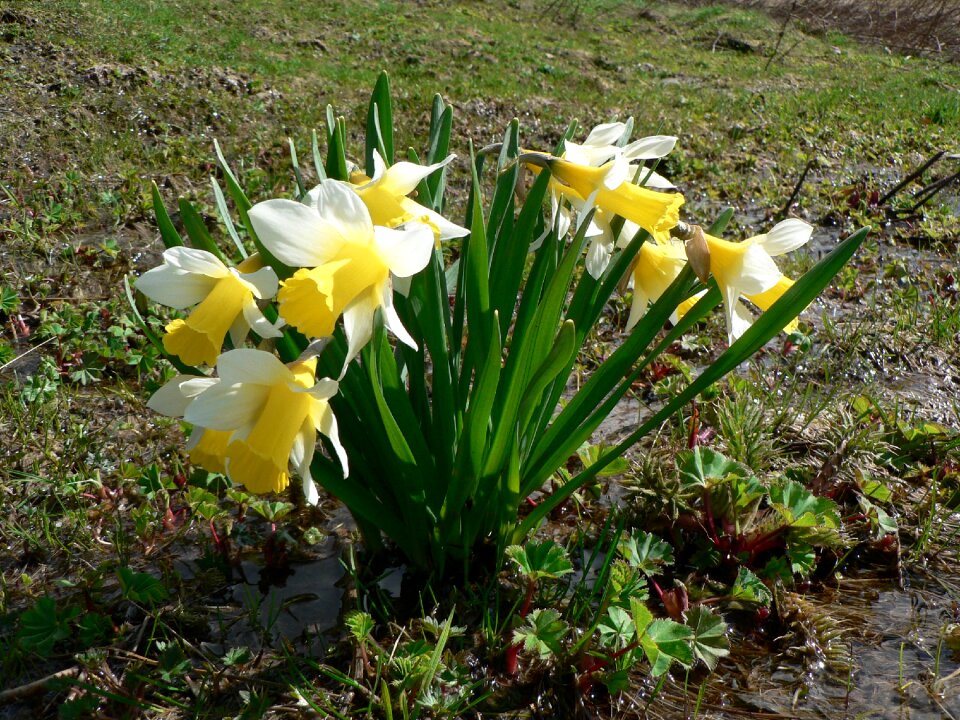 Daffodils flowers nature