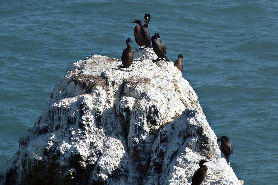 Water rock feathers