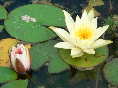 Nuphar lutea aquatic plant lake rosengewächs