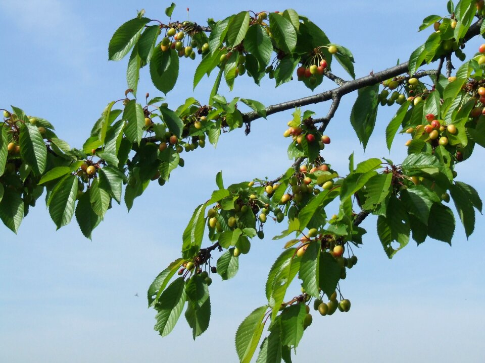 Cherries spring garden
