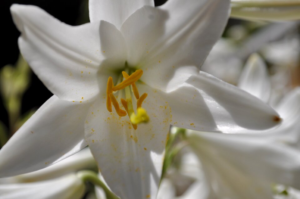 Nature spring vegetable