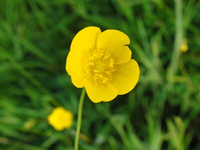 Yellow spring bühen photo