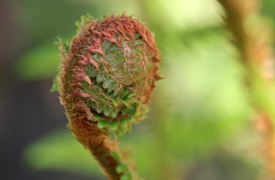 Plant flora garden