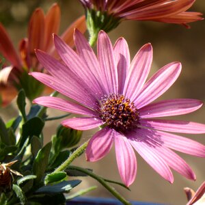 Pink flower nature flowers