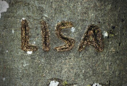 Engraved eingeritzter tree letters