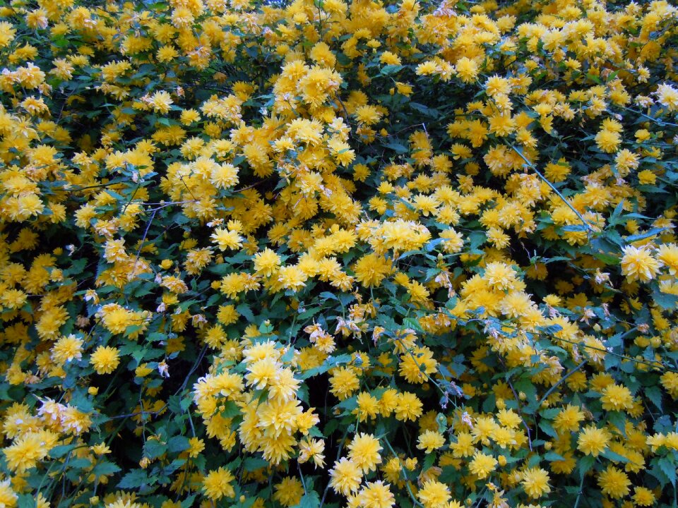 Blütenmeer ranunkel shrub yellow