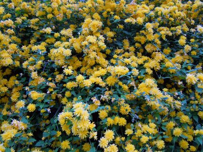 Blütenmeer ranunkel shrub yellow photo
