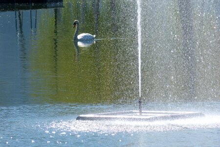 Swan inject water