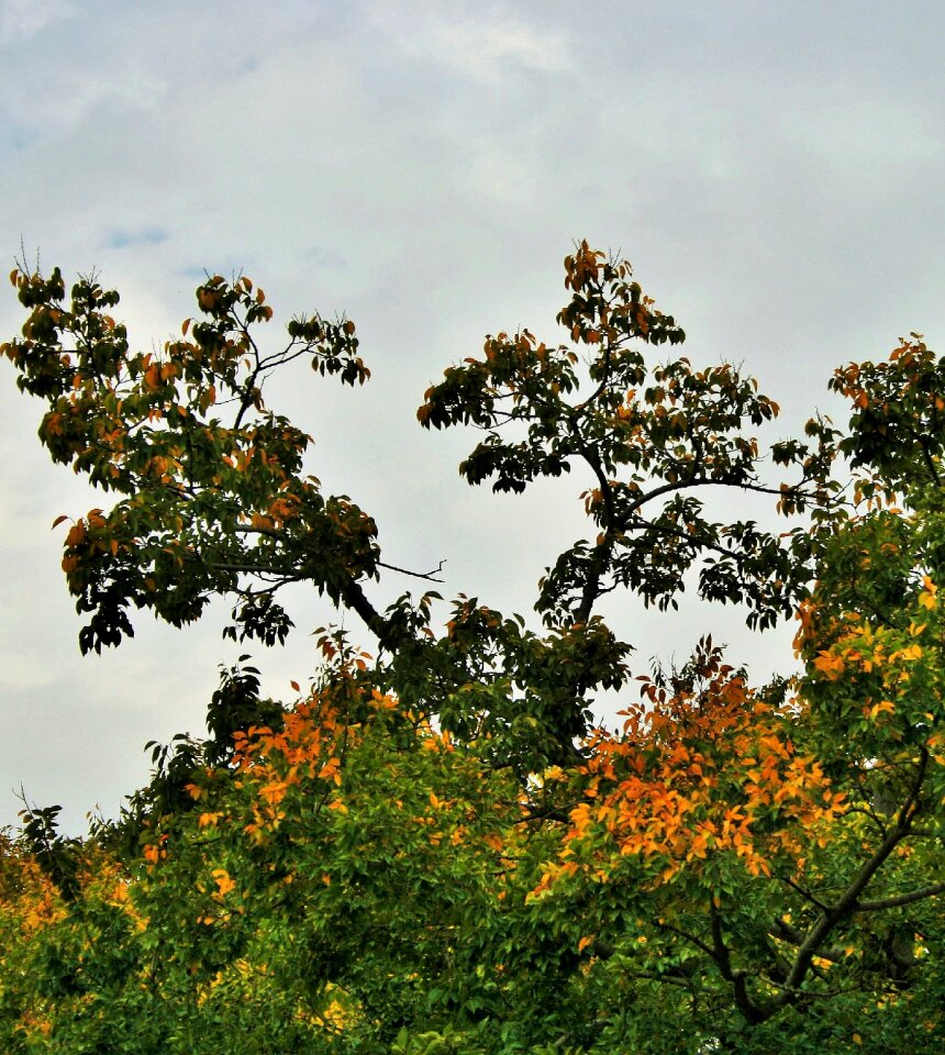 Leaves yellowing changing