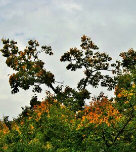 Leaves yellowing changing photo