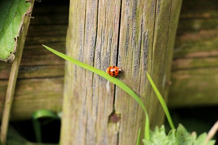 Nature insect points