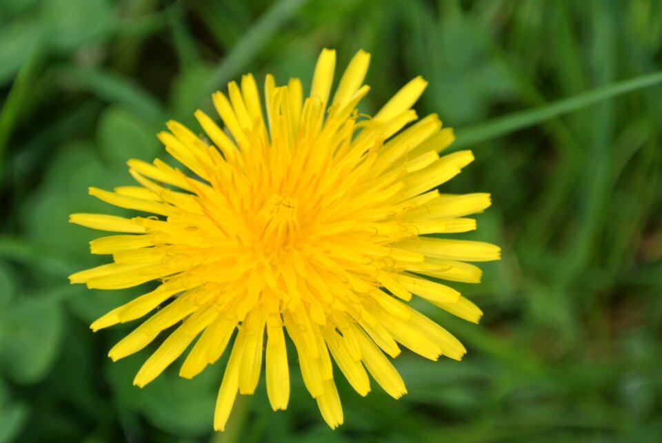 Roadside nature yellow