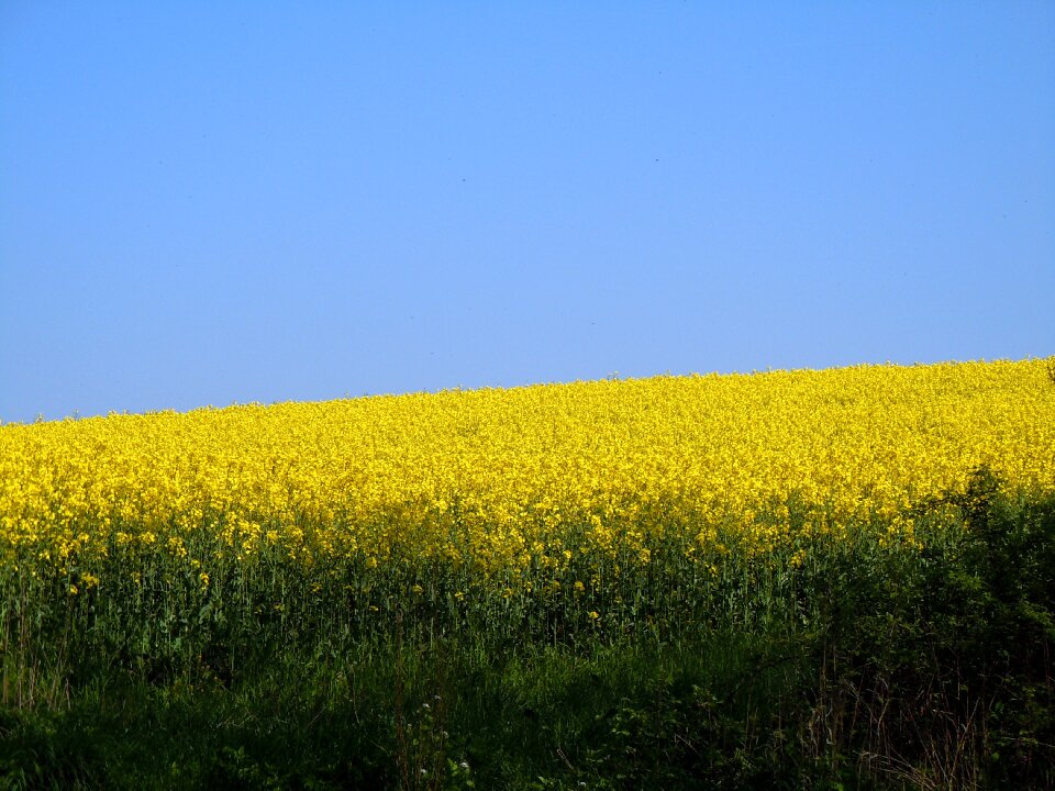Field of rapeseeds oilseed rape Free photos