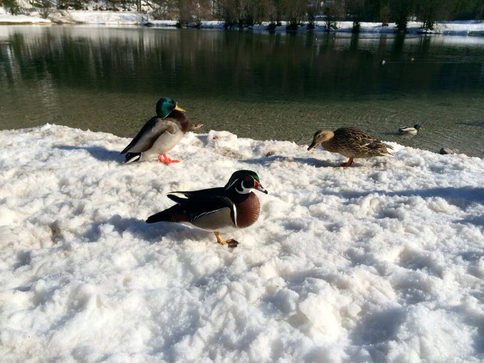 Animal ducks nature