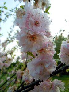 Japanese cherry blossom bloom