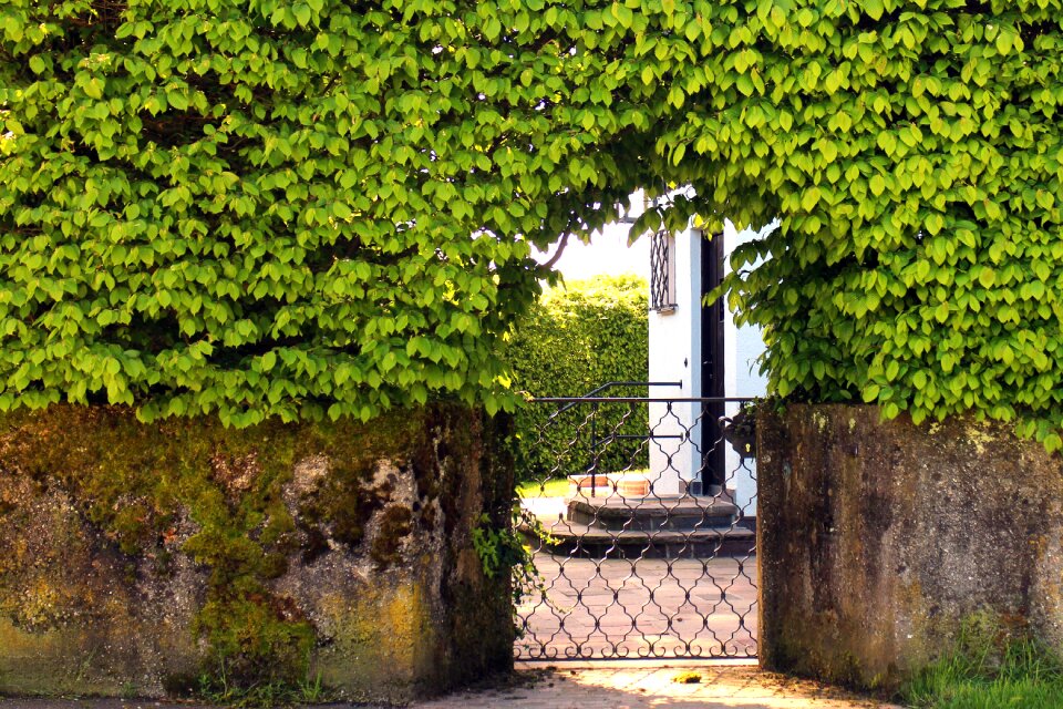 Ingrowing outline hedge
