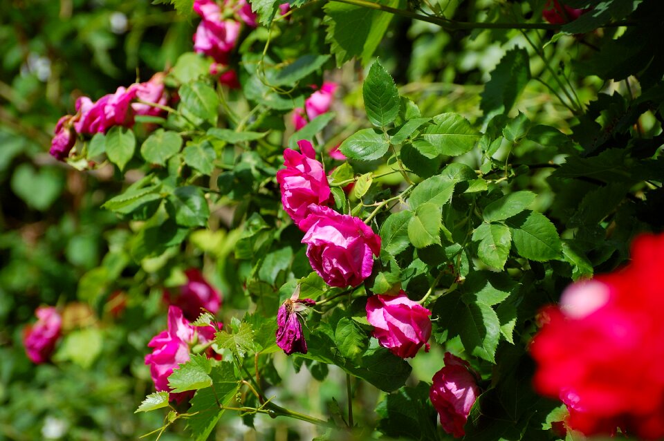 Summer red pink photo