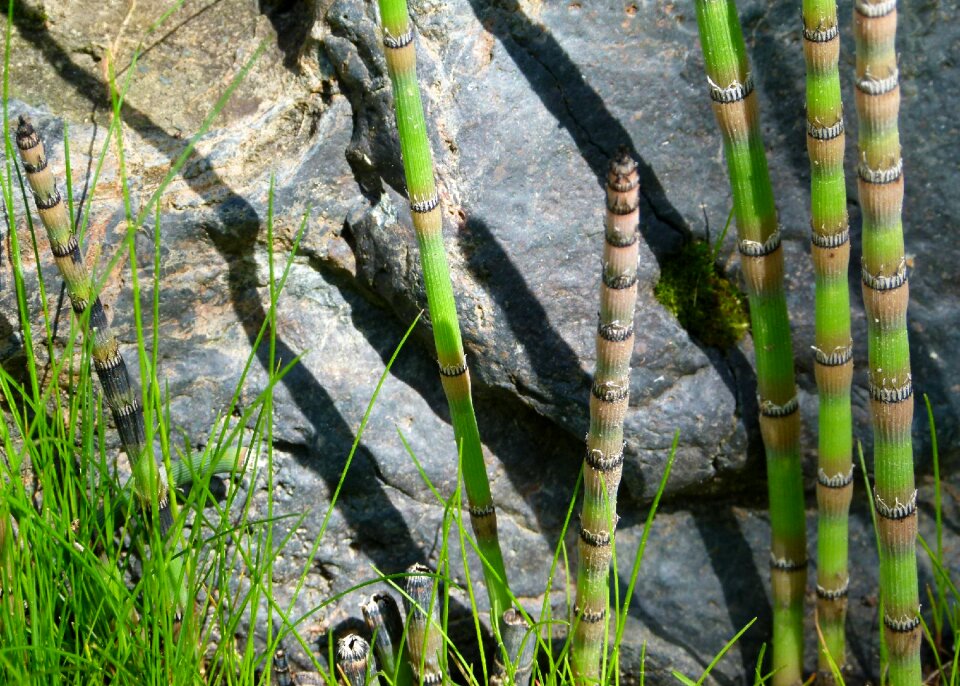 Green wild plant outside