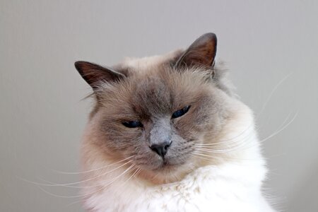 Sacred birman cat breed cat