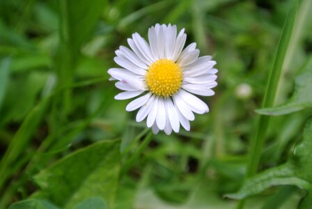 Daisy plant close up