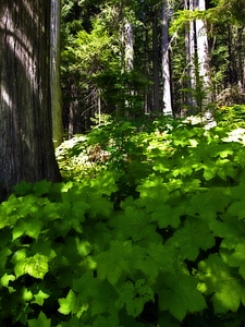 Environment trunk leaves