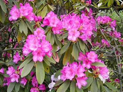 Spring flowers pink pink flower