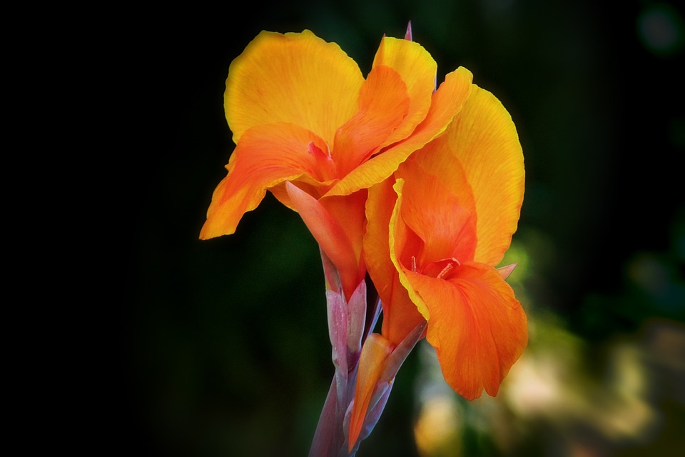 Flower plant nature