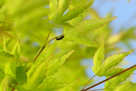 Green wood maple