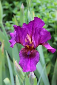 Bloom dark purple bright