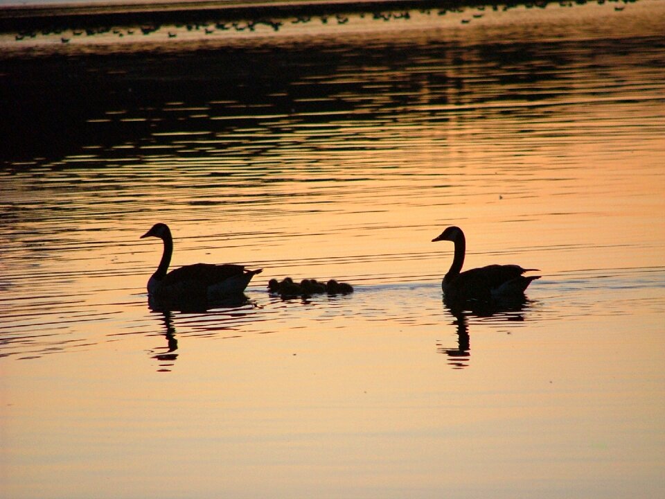 Swan bird night