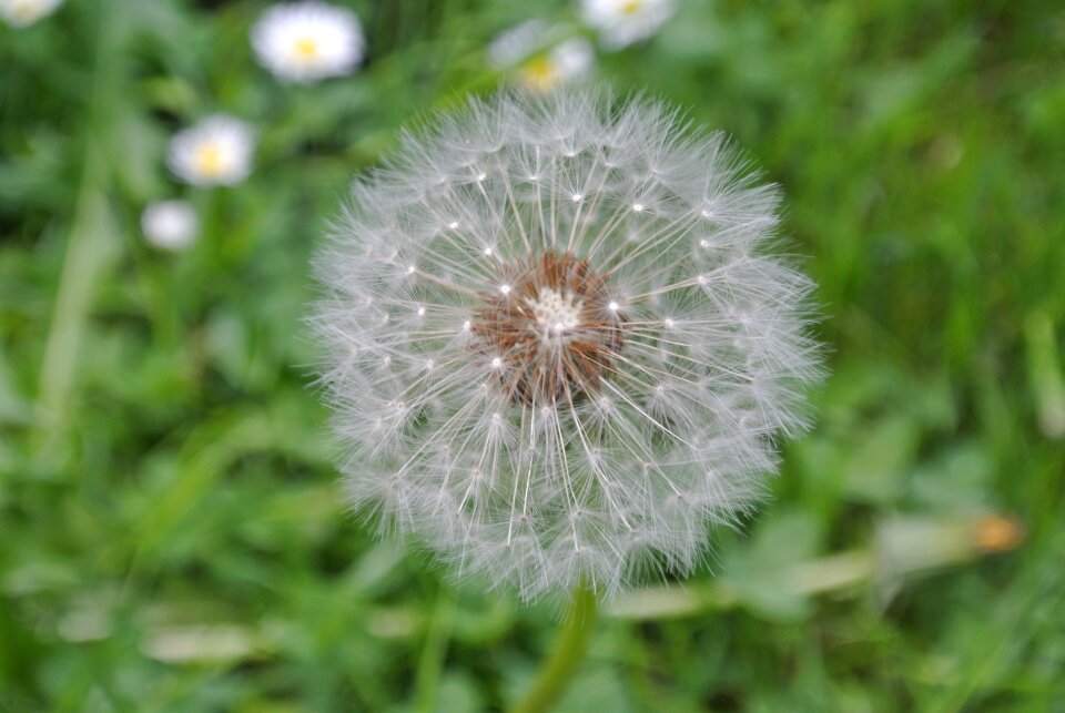 Flower nature plant
