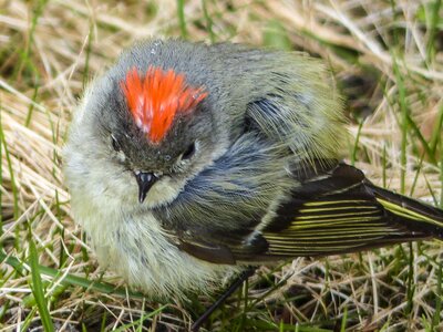 Bird feathered nature