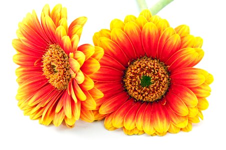 Bloom nature flower